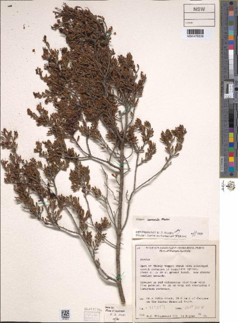Acacia carnosula photo 4
