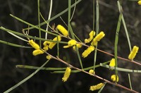 Acacia caroleae
