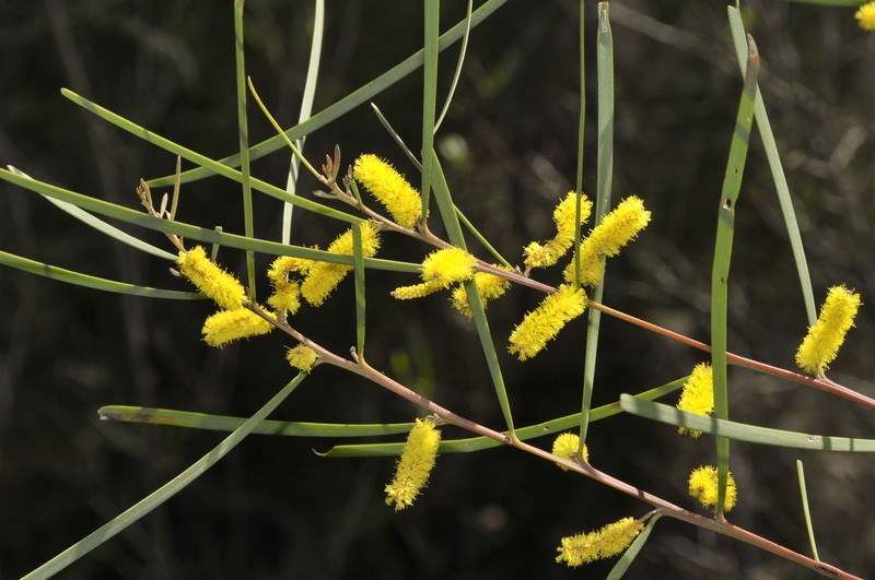 Acacia caroleae