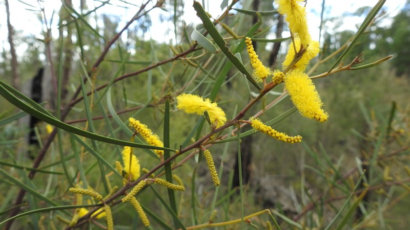Acacia caroleae photo 2