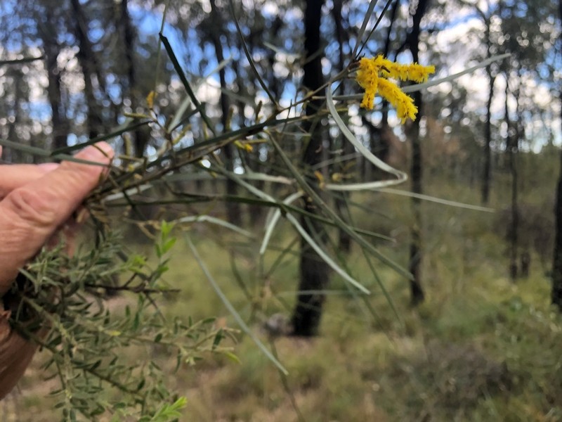 Acacia caroleae photo 3