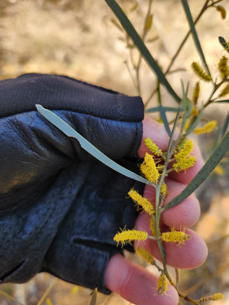 Acacia caroleae photo 4