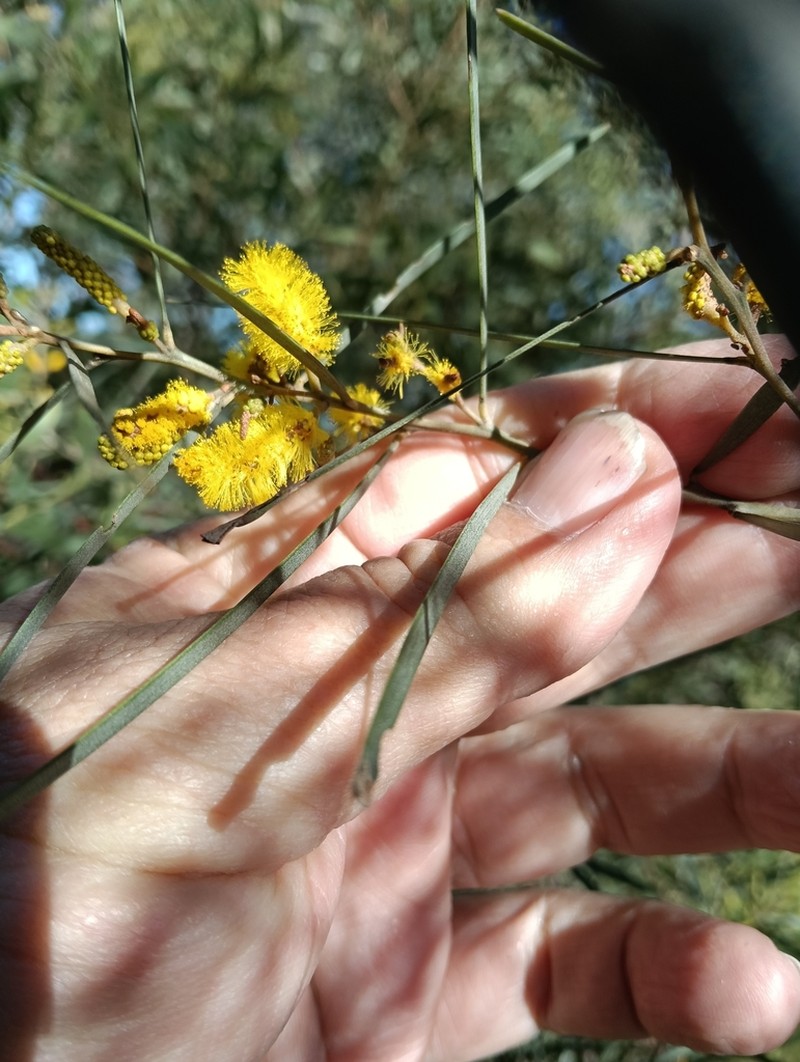 Acacia caroleae photo 5