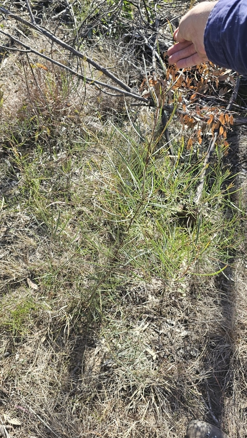 Acacia caroleae photo 6