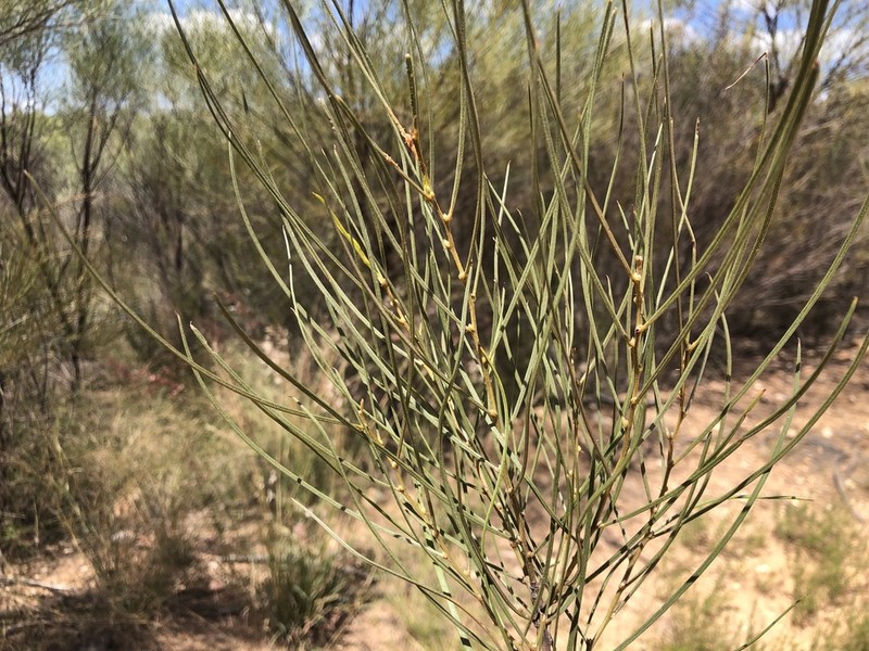 Acacia caroleae photo 7