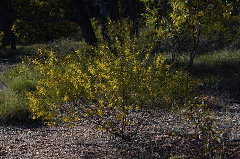 Acacia caroleae photo 8