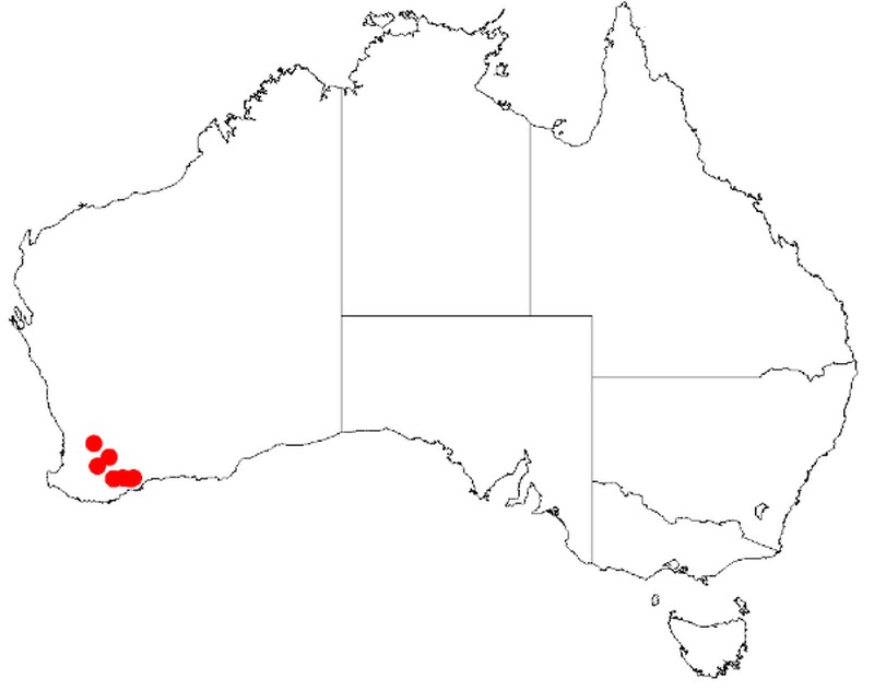 Acacia cassicula