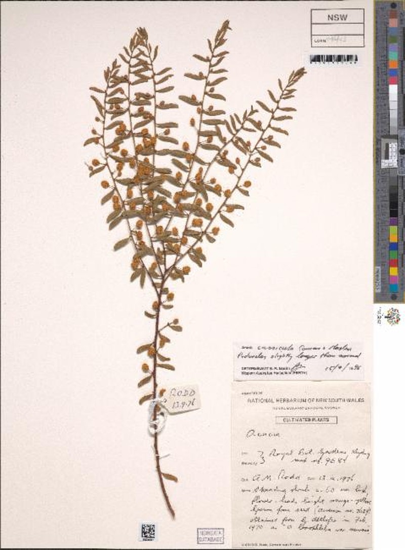 Acacia cassicula photo 2