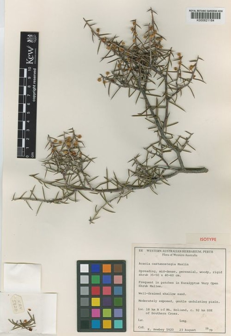 Acacia castanostegia photo 3