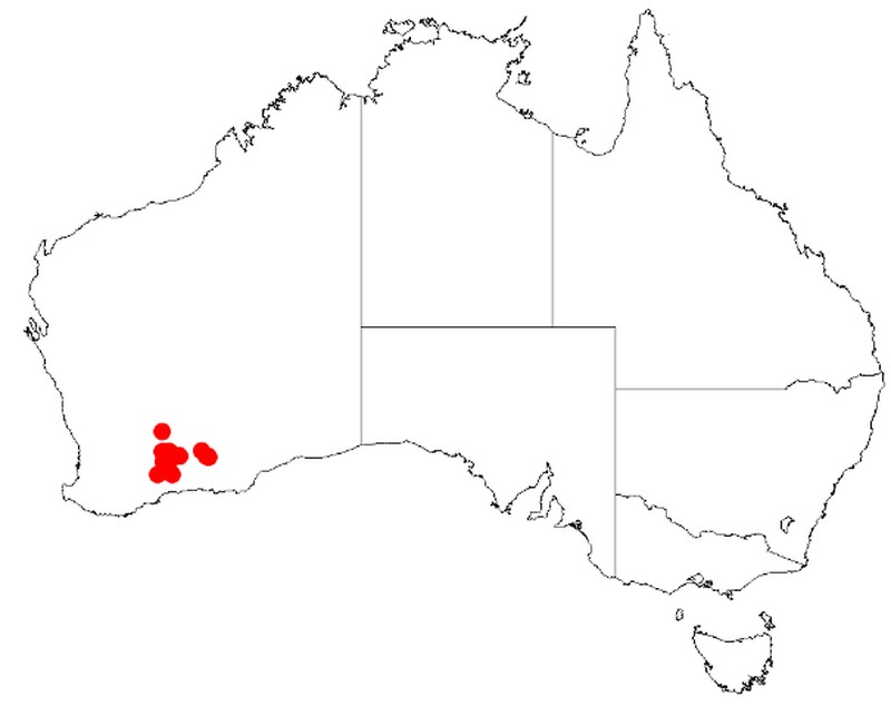 Acacia castanostegia