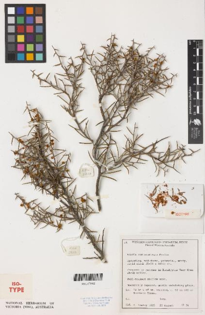 Acacia castanostegia photo 2