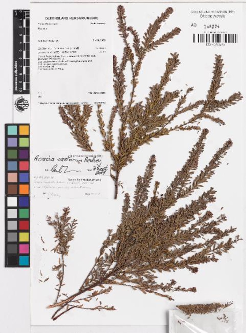 Acacia castorum