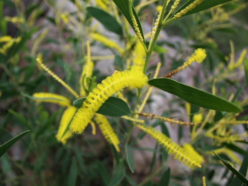 Acacia cataractae