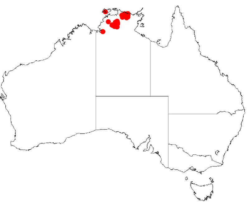 Acacia cataractae