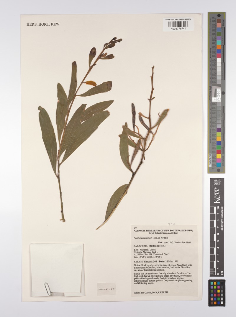 Acacia cataractae photo 2