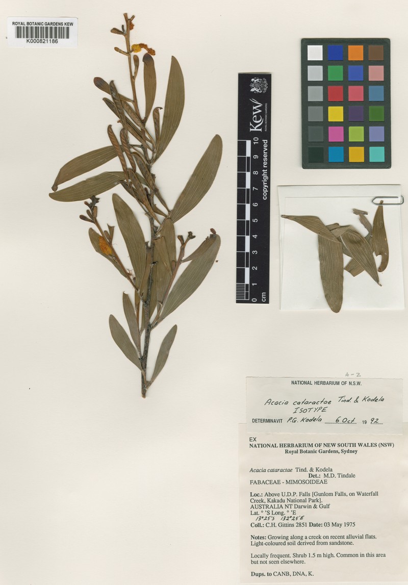Acacia cataractae photo 3
