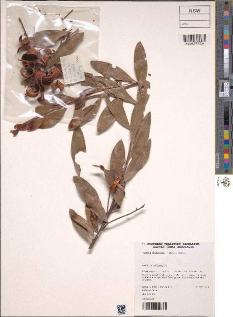 Acacia cataractae photo 4