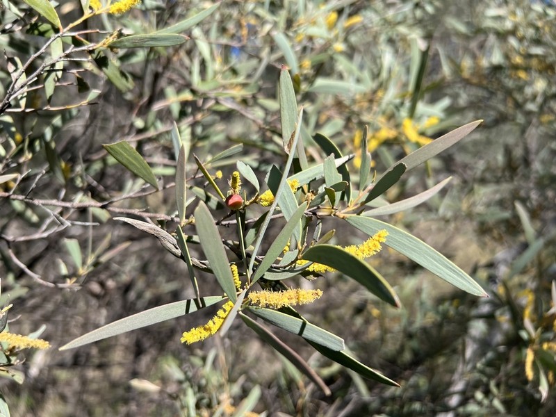Acacia catenulata photo 2