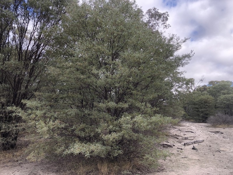 Acacia catenulata photo 3