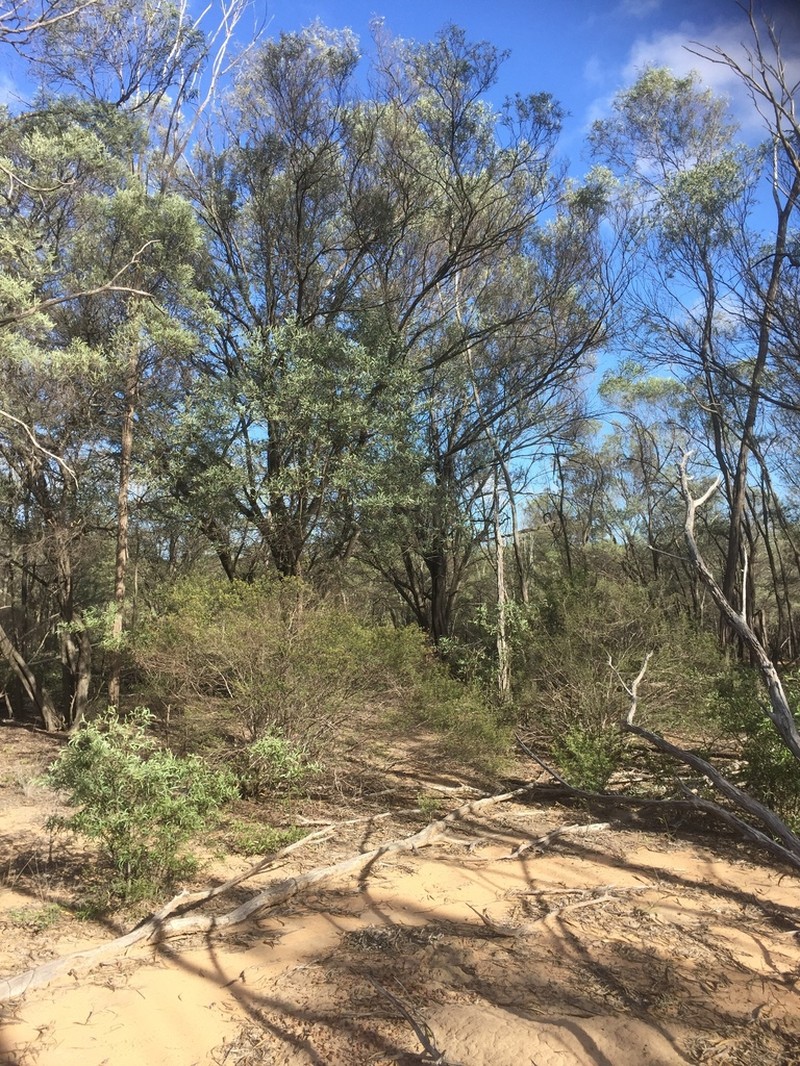 Acacia catenulata photo 4
