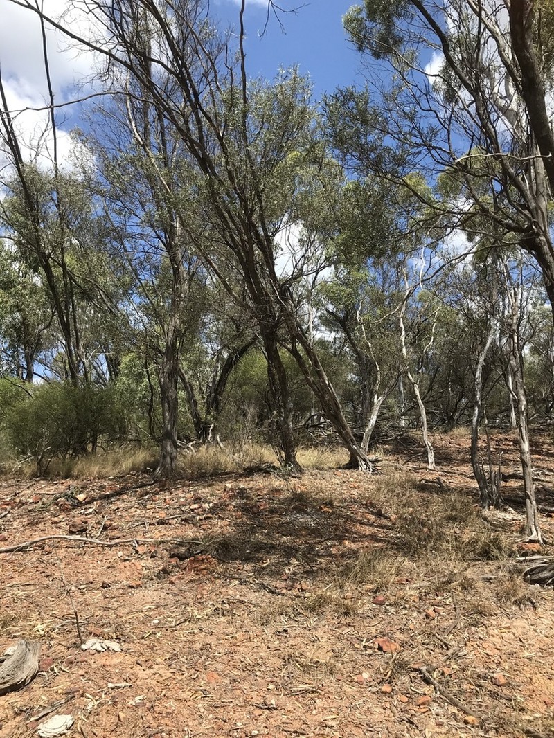 Acacia catenulata photo 5