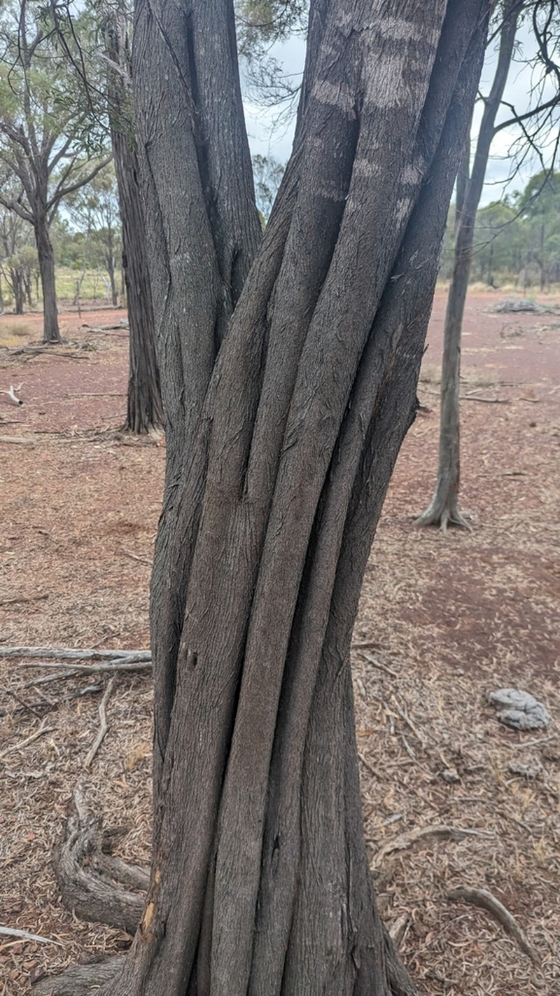 Acacia catenulata photo 6