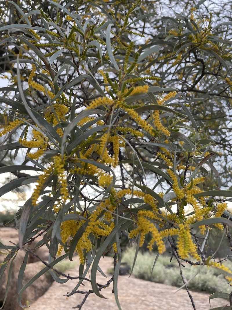 Acacia catenulata photo 7
