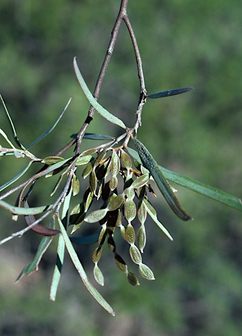 Acacia catenulata photo 8