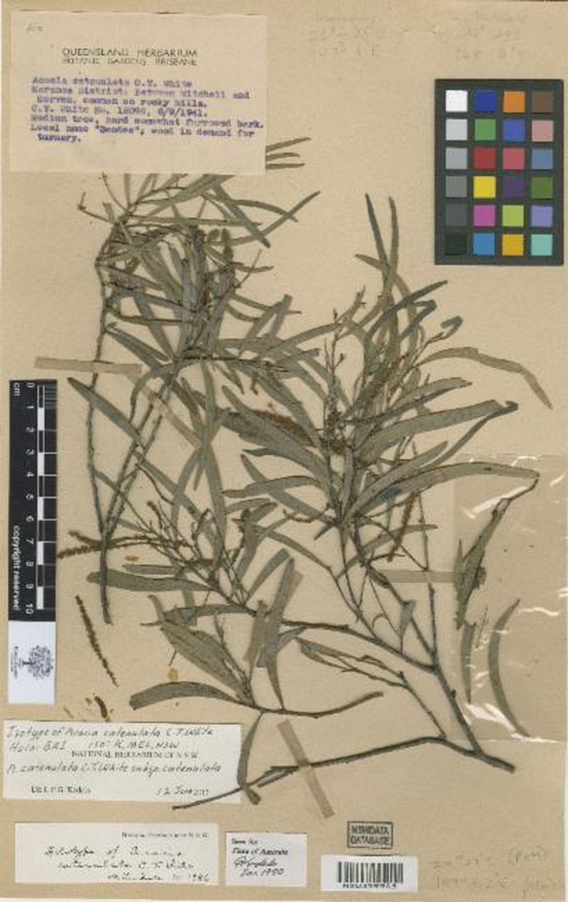 Acacia catenulata subsp. catenulata