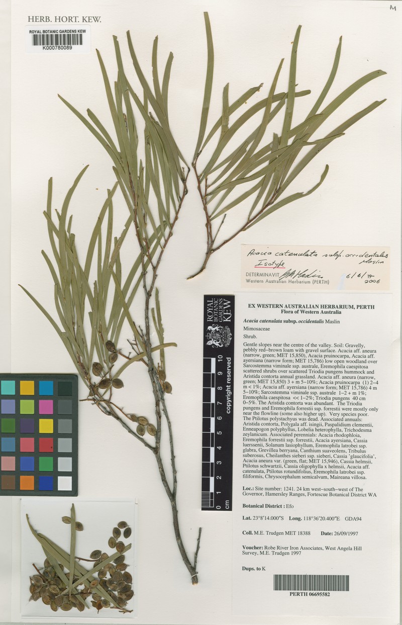 Acacia catenulata subsp. occidentalis