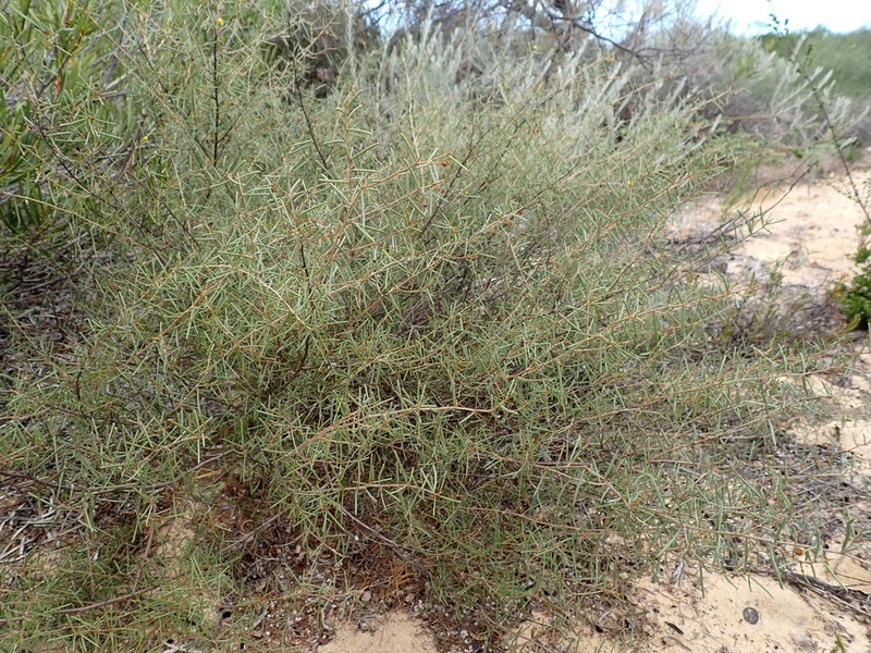 Acacia cavealis photo 2