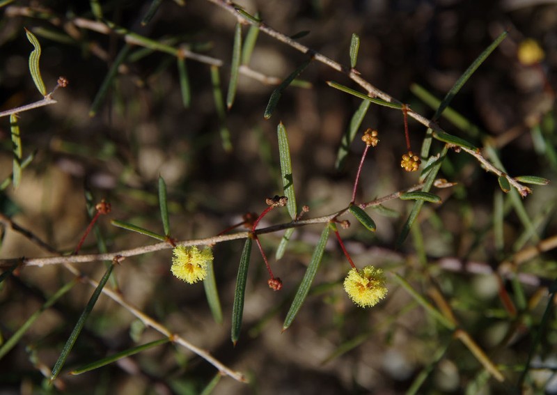 Acacia cavealis photo 3