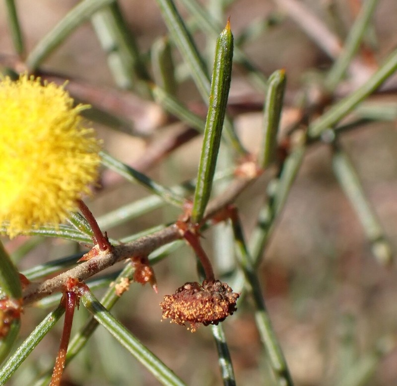 Acacia cavealis photo 5