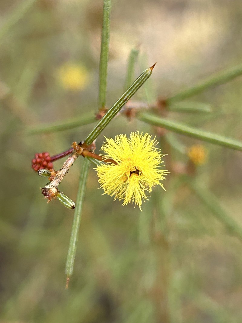 Acacia cavealis photo 7