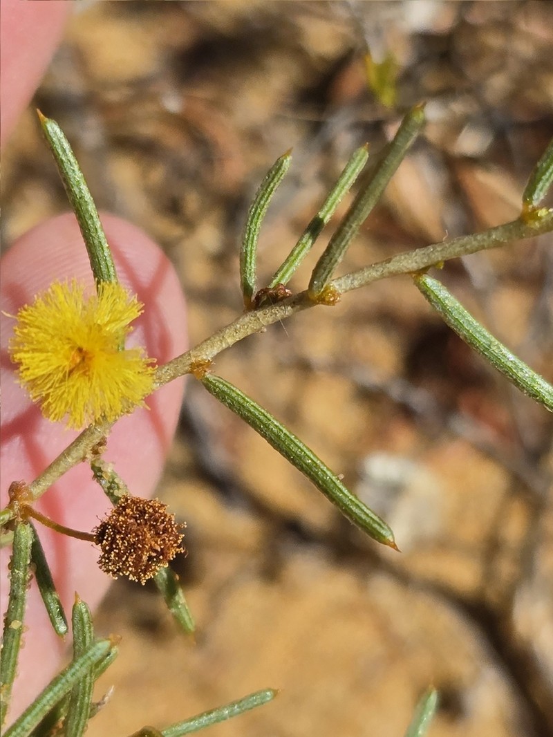 Acacia cavealis photo 2