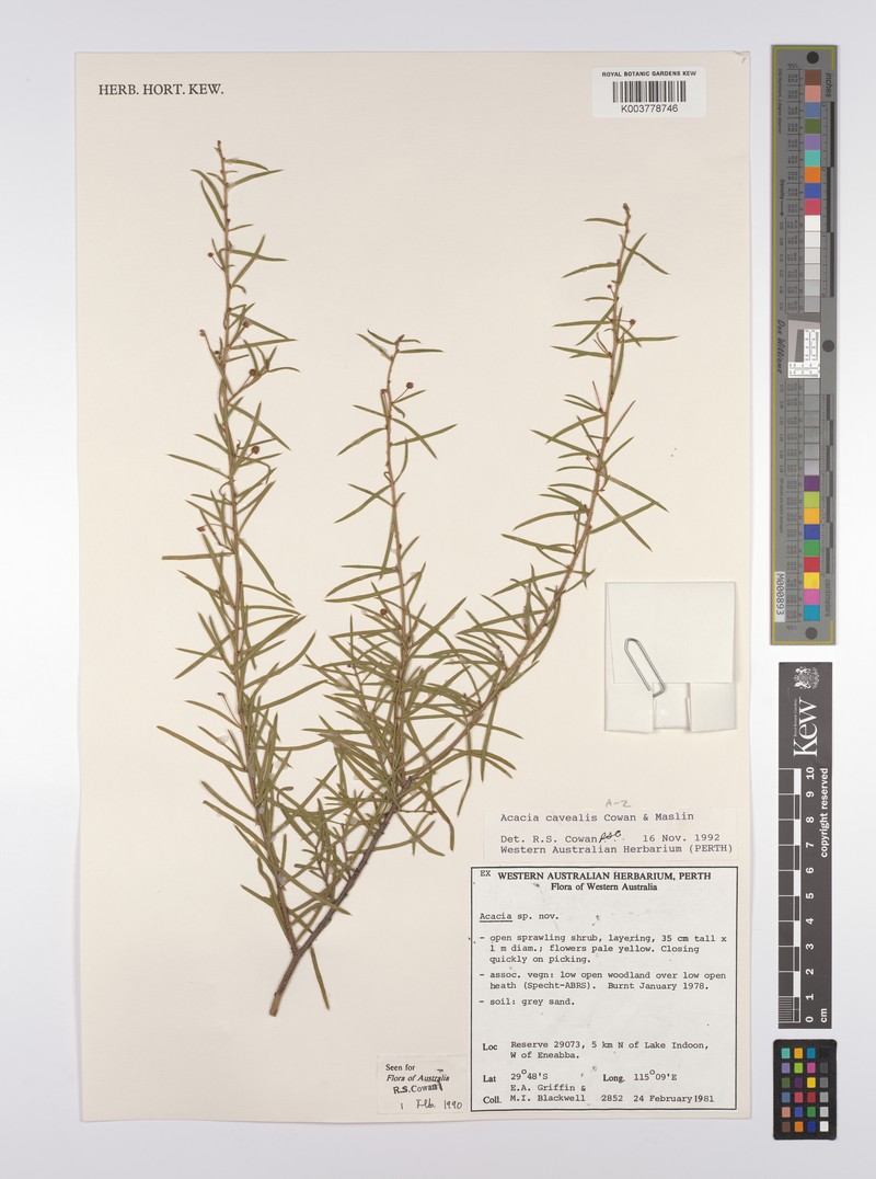 Acacia cavealis photo 3