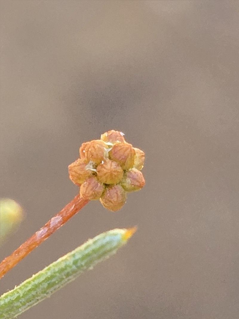 Acacia cavealis photo 4