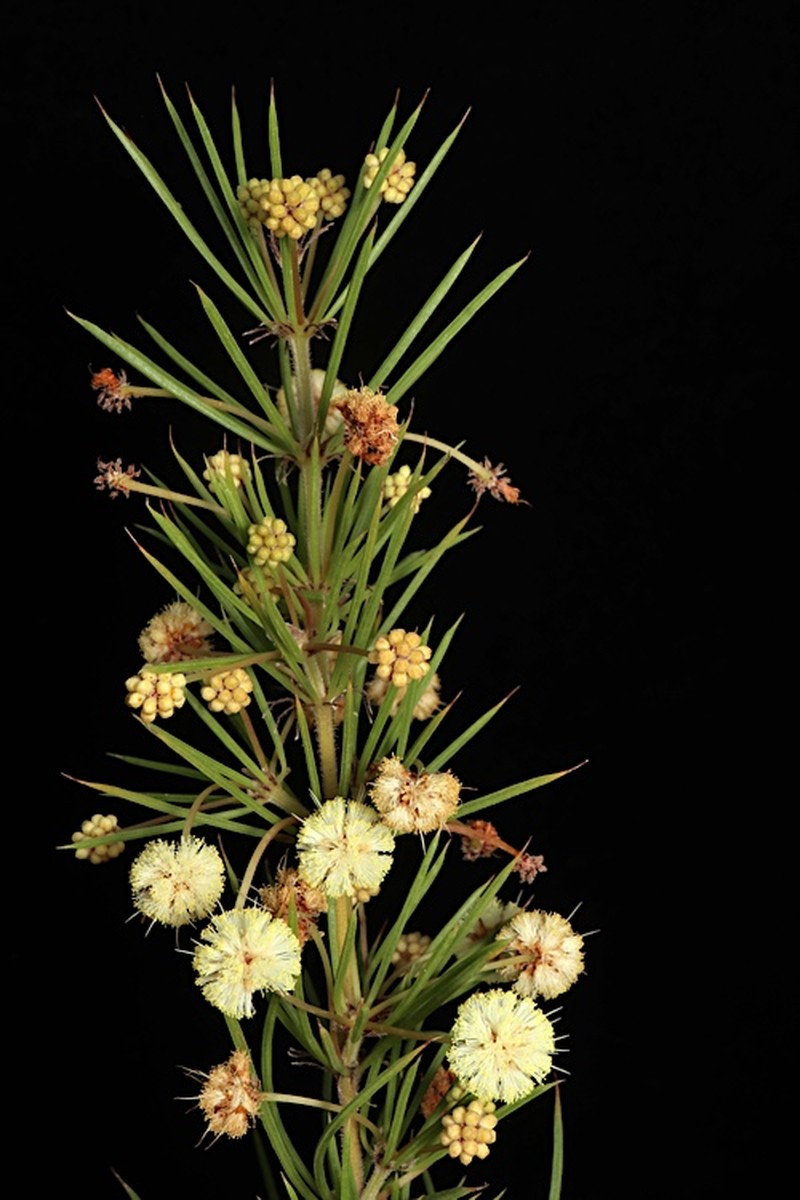Acacia cedroides