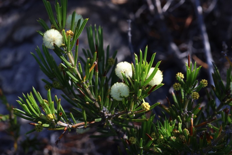 Acacia cedroides photo 2