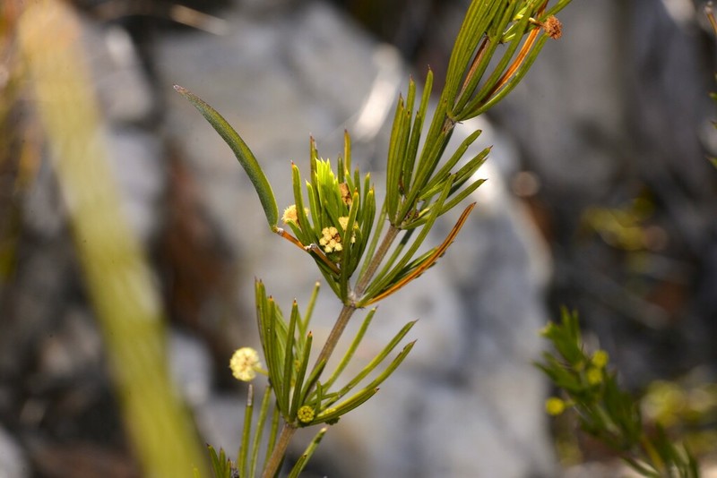 Acacia cedroides photo 3