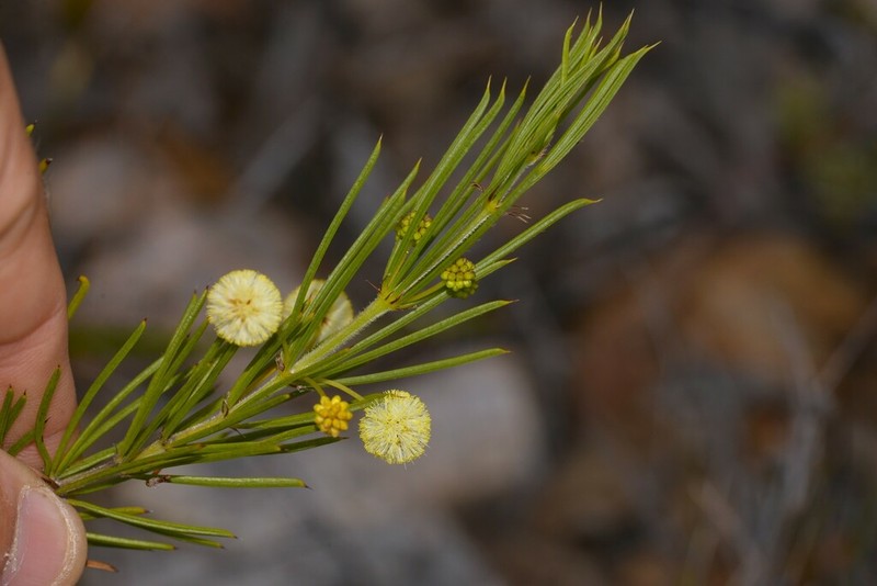 Acacia cedroides photo 4