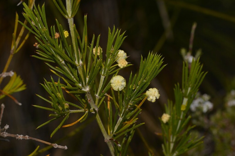 Acacia cedroides photo 5