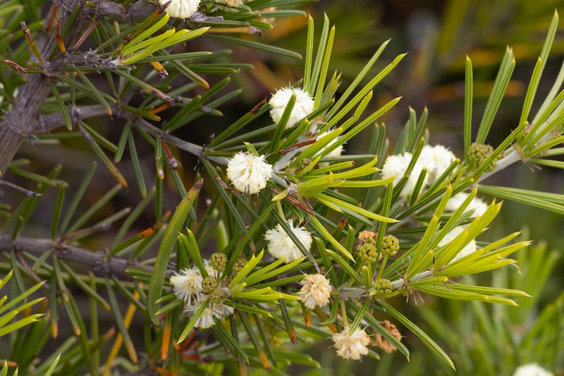 Acacia cedroides photo 6
