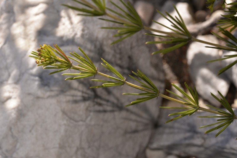 Acacia cedroides photo 7