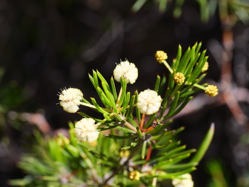 Acacia cedroides photo 8