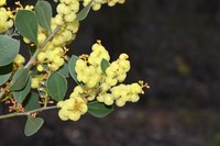 Acacia celastrifolia