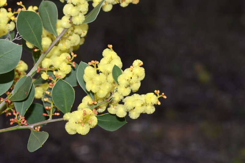 Acacia celastrifolia