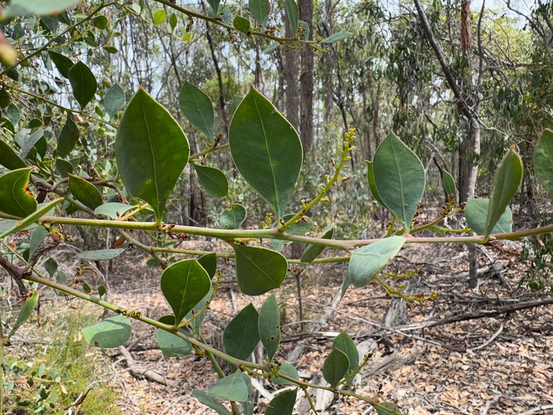 Acacia celastrifolia photo 2