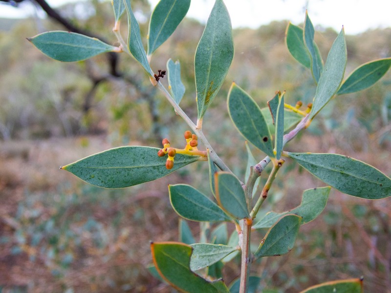 Acacia celastrifolia photo 3