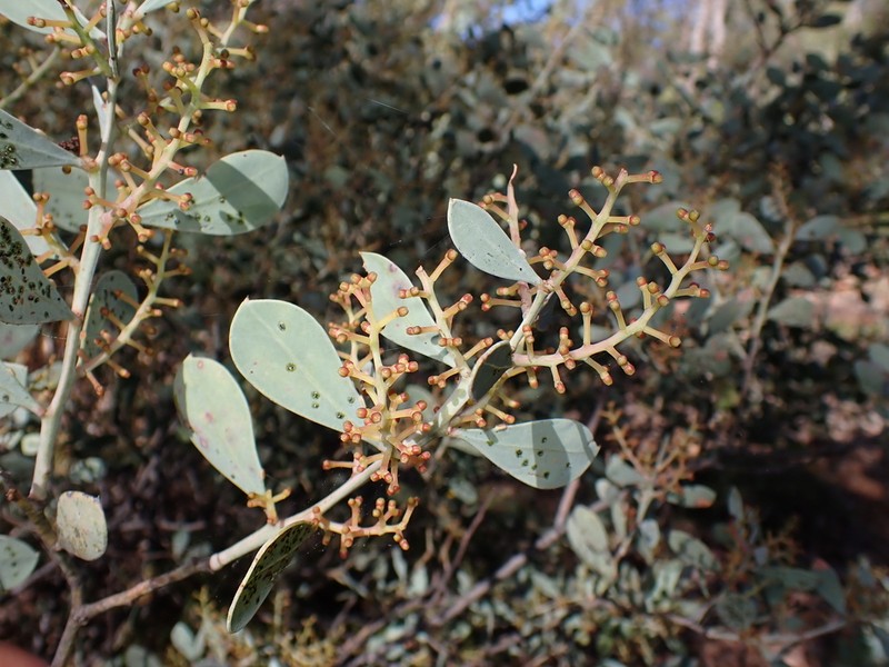 Acacia celastrifolia photo 4